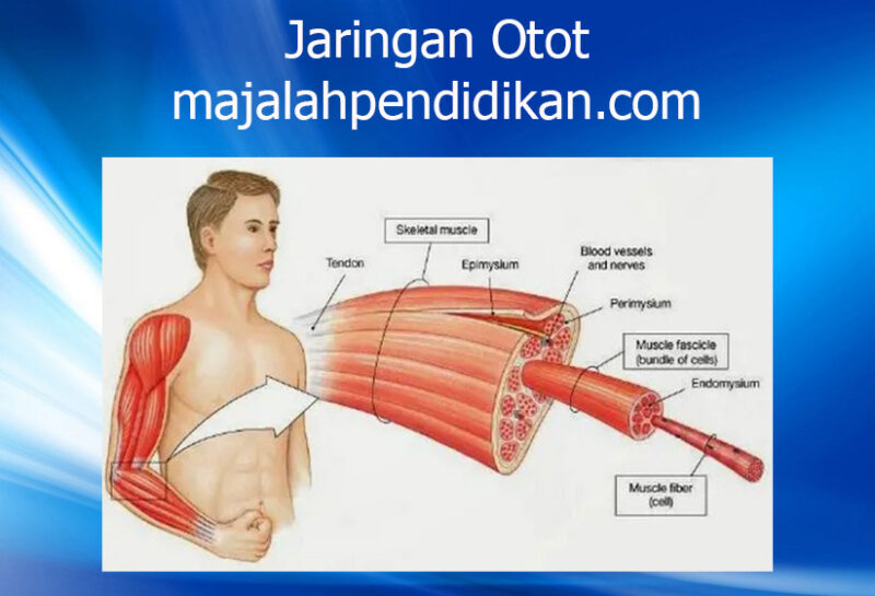 1 jaringan otot manusia