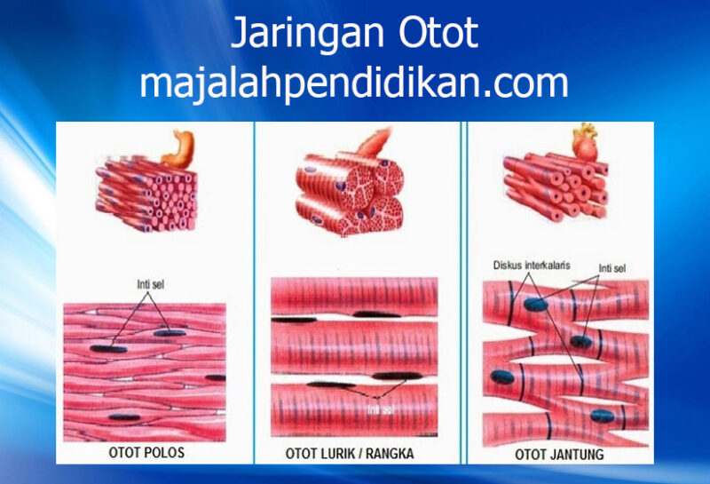 2 jenis jaringan otot manusia